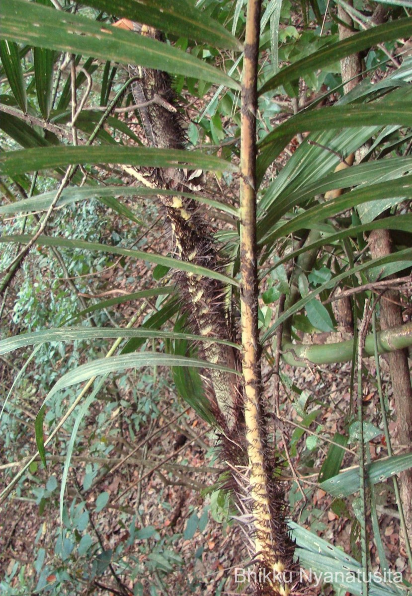 Calamus thwaitesii Becc.